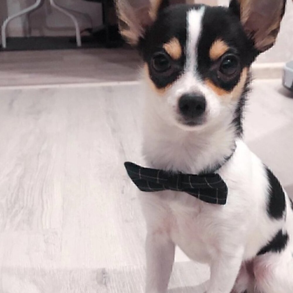 🍒 Gentleman's Plaid Bow or Tie Collar - Picture 2 of 9